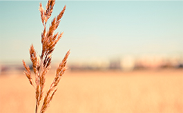 cc攻击免费网页版